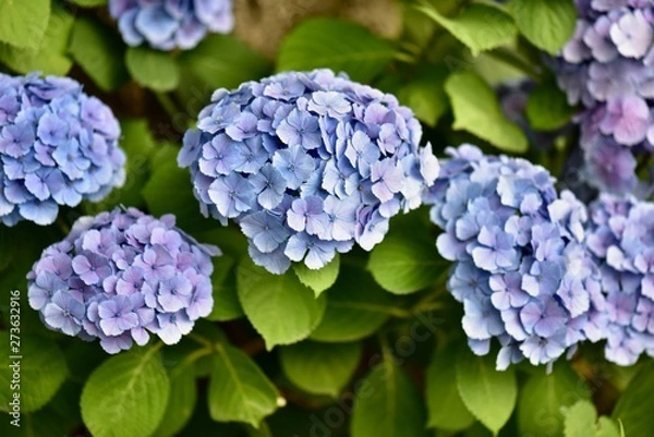 Obraz 同時に咲く日本の寺のアジサイとコスモス