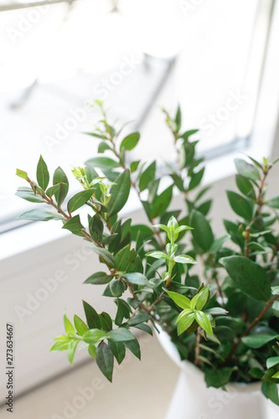 Obraz Boxwood myrtle branch in white wase