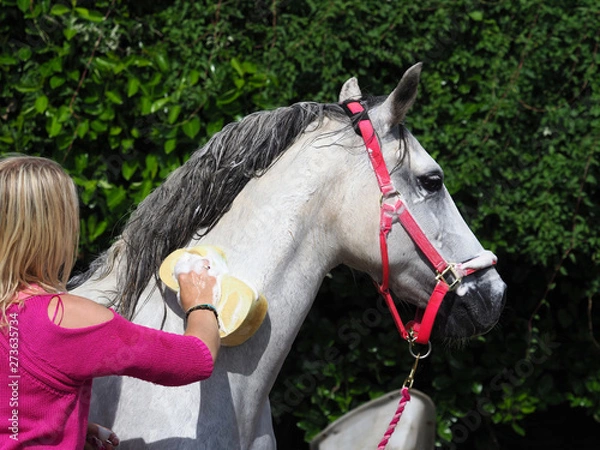 Obraz Bathing a Horse