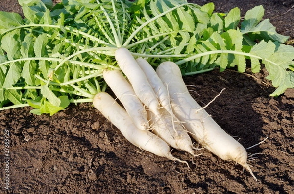 Fototapeta Fresh daikon radish, lying on the ground