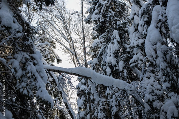 Obraz tree in winter