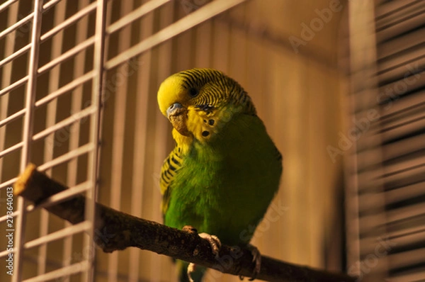 Obraz parrot in cage