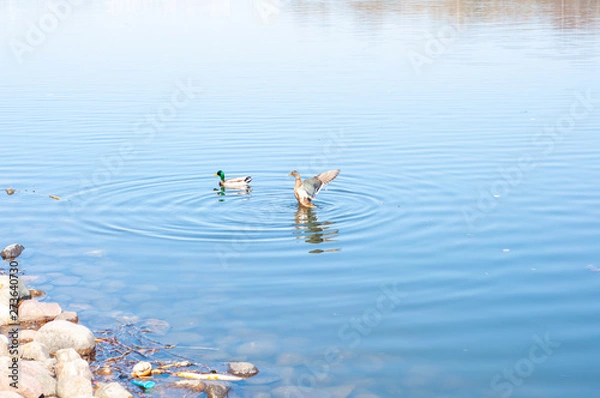 Obraz ducks on the lake