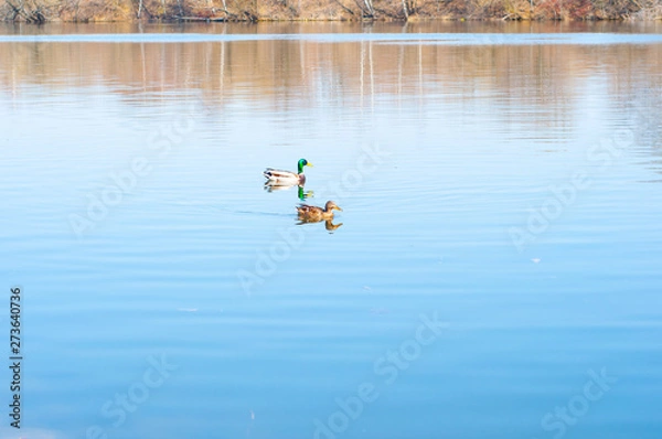 Obraz duck in the water