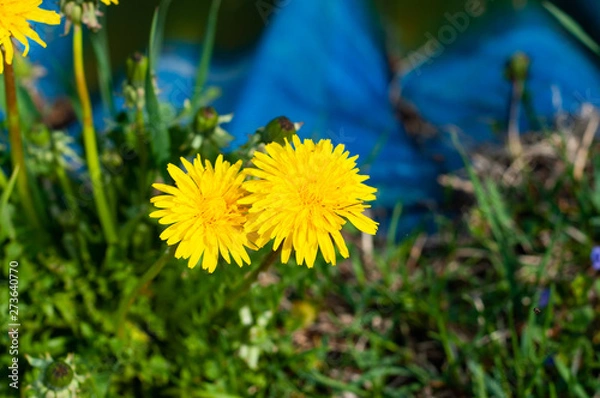 Obraz dandelion in the grass