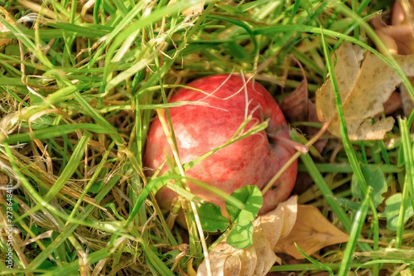 Fototapeta An Apple fallen from a tree, lying in the grass.