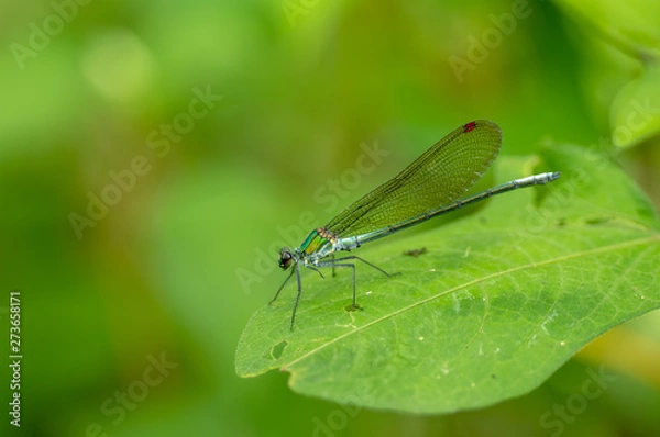Fototapeta ニホンカワトンボ
