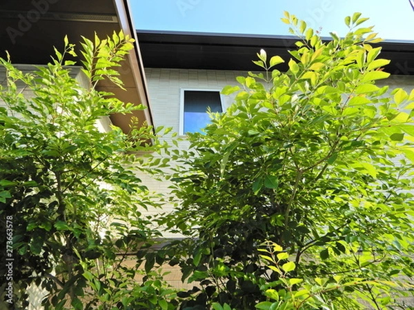 Obraz 家、建築、窓、樹木、玄関