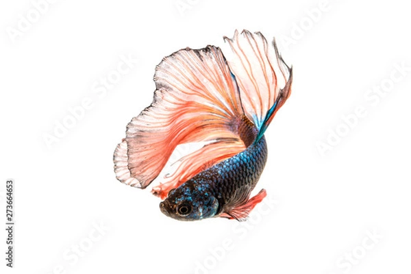 Obraz Thai Fighting Fish on white background