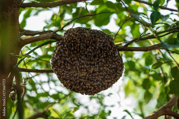 Fototapeta Group of small Wild bees  working at bee on its nest,on tree
