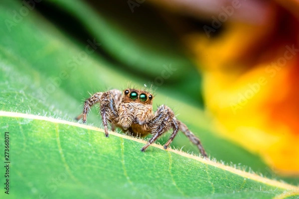 Obraz jumping spider on green leaf