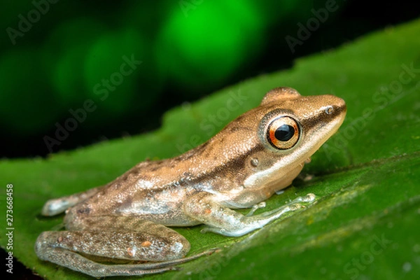 Obraz green tree frog
