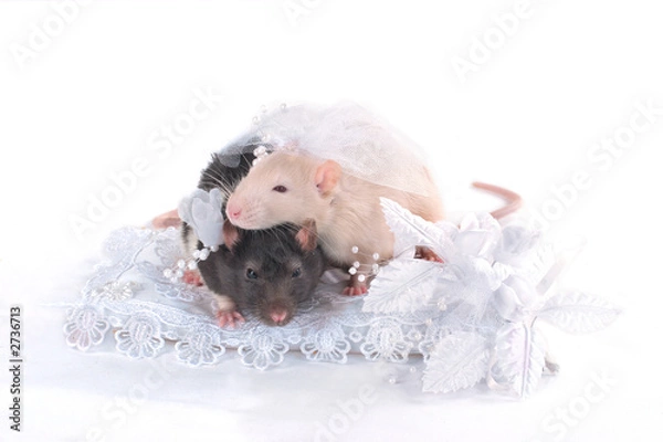 Fototapeta wedding rats