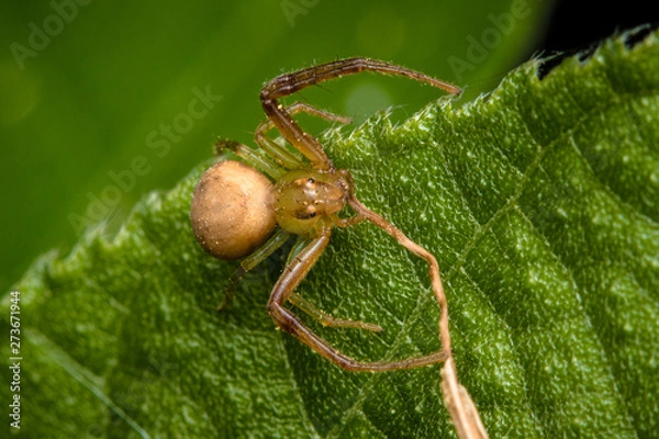 Obraz spider on leaf