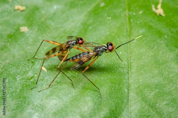 Obraz  Insects are breeding on a leaf