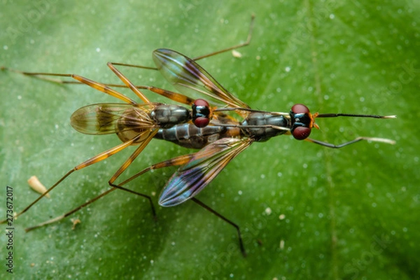 Obraz  Insects are breeding on a leaf