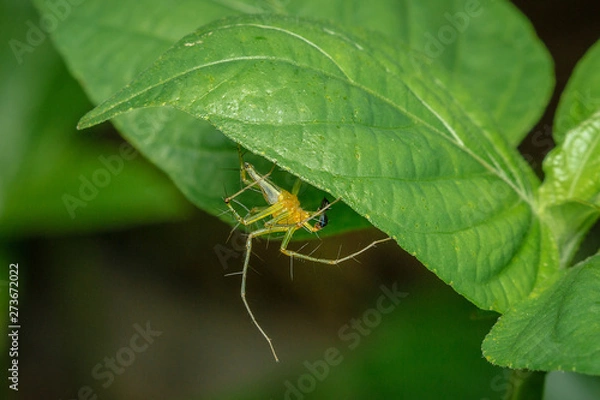 Obraz spider on a leaf