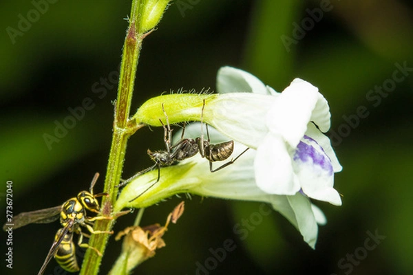 Obraz ant on flower