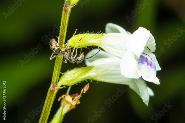 Obraz ant on flower