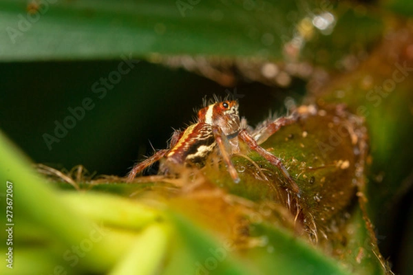 Obraz spider on leaf
