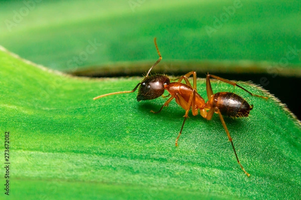 Obraz ant on leaf
