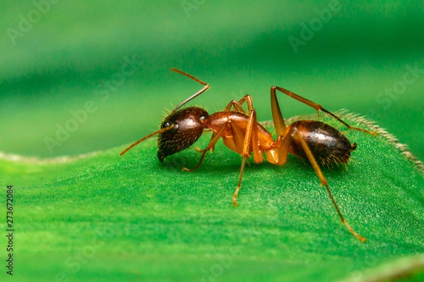 Obraz ant on leaf
