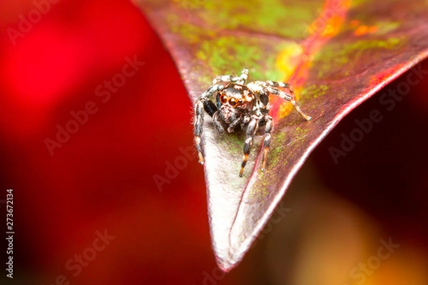 Obraz  Jumping spider on tree 