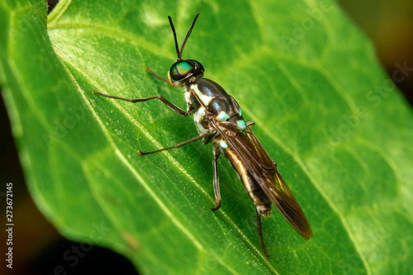 Obraz fly on a leaf