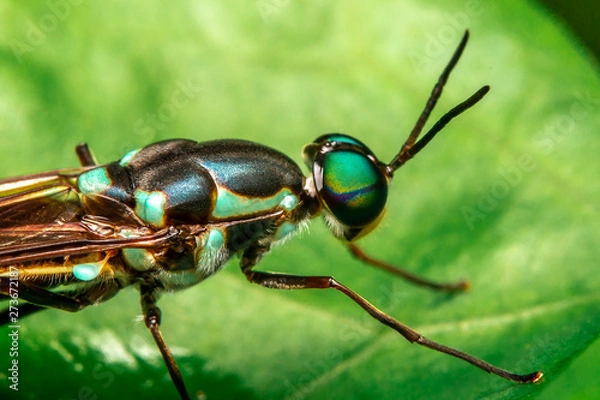Obraz beetle on leaf
