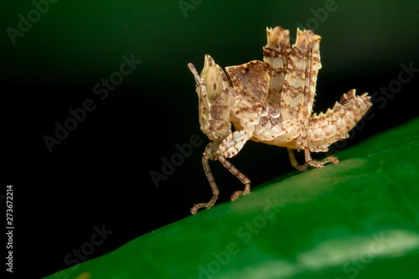 Obraz Brown Grasshopper on leaf