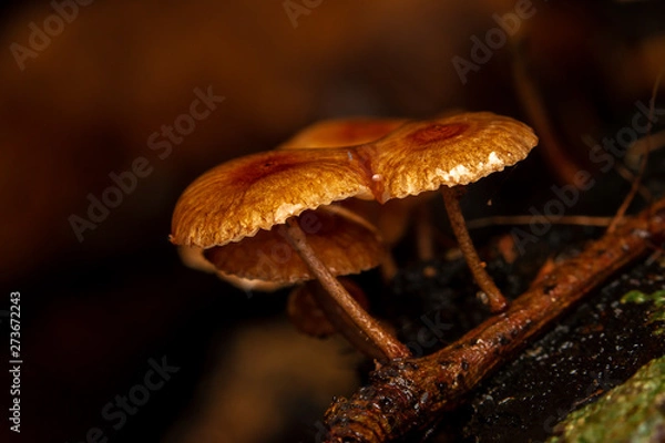 Obraz mushroom in the forest