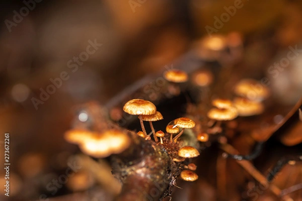 Obraz mushroom in the forest