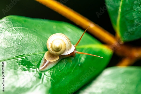 Obraz snail on leaf isolated on white