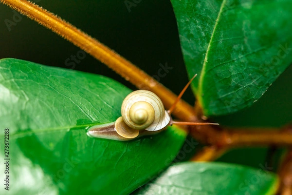 Obraz snail on a green leaf
