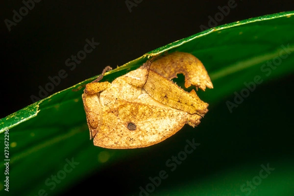 Obraz  Brown Grasshopper on leaf