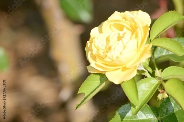 Obraz Thomasville rose garden 2a60