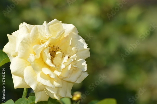 Obraz Thomasville rose garden 0245