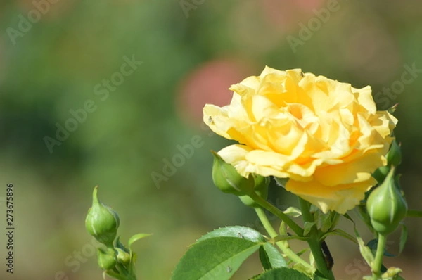 Obraz Thomasville rose garden 0246