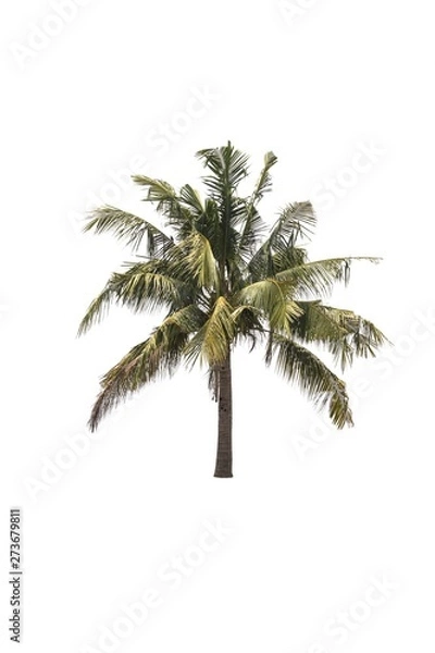Fototapeta Coconut Tree isolated on a white background