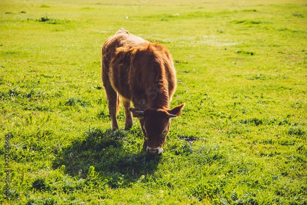 Fototapeta A brown Cow with nature Background