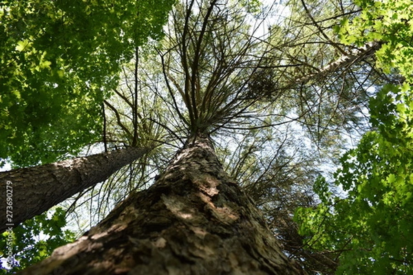 Obraz tree in forest