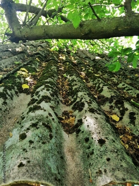 Fototapeta smartcapture