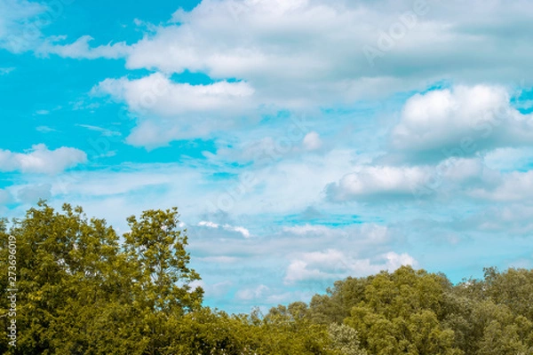 Obraz trees and blue sky
