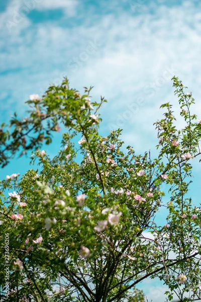 Obraz branch of a tree