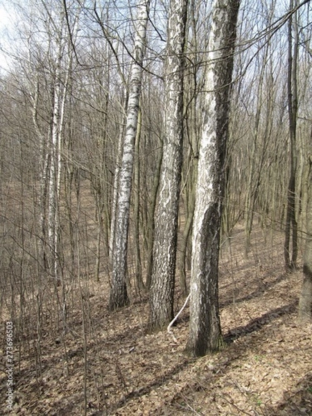 Fototapeta birch tree