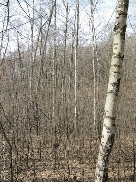 Fototapeta birch tree