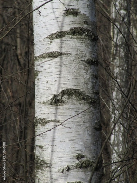 Fototapeta birch tree