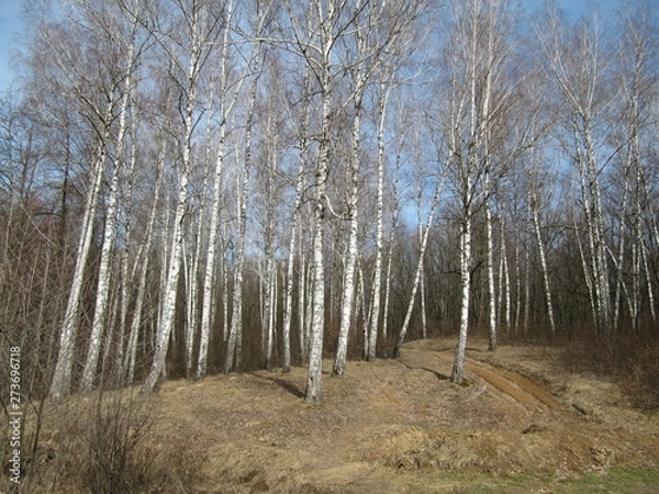 Obraz birch tree