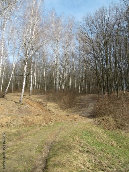 Fototapeta birch tree