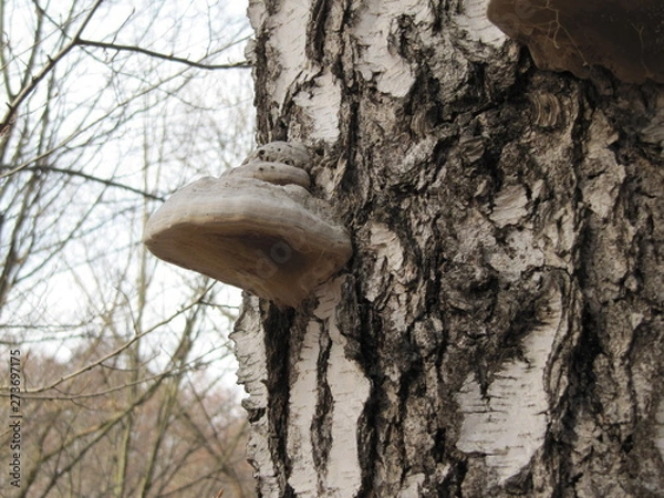 Obraz tinder mushroom on birch